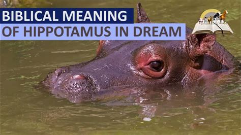 The Significance of Interpretation in Unraveling the True Signification of Incidents Involving Hippopotamus Aggressions