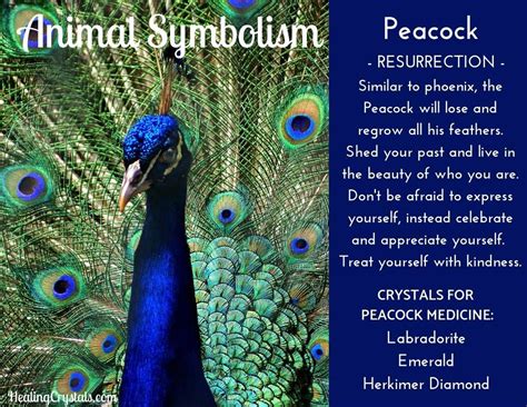 The Significance of Peacock Plumage: Symbolic Representations and Interpretations