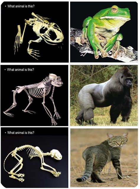 The Significance of Various Types of Animal Skeletal Remains