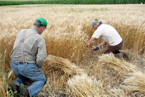 The Significance of Wheat Harvest