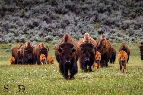The Significance of a Buffalo Herd as a Source of Strength and Endurance