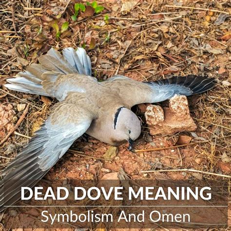 The Significance of a Deceased Dove in Interpreting Dreams