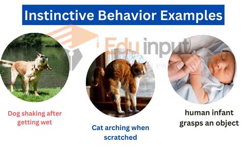 The Significance of a Feline's Innate Instincts