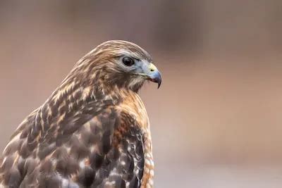 The Significance of an Injured Raptor: Insights into Symbolism