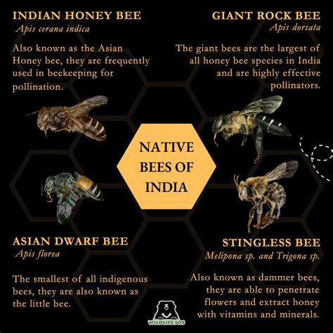 The Significance of the Enormous Honeybee in Various Cultures