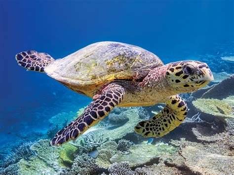 The Significance of the Green Sea Turtle in Different Cultures