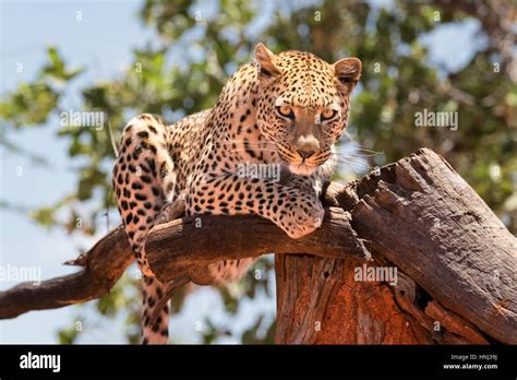 The Significance of the Leopard's Elevated Position in the Vision