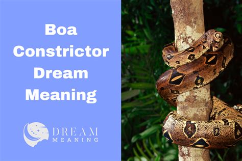 The Significance of the Serpent: Analyzing the Boa Constrictor in Dreams