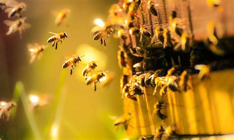 The Spiritual Significance of Bees Nesting in Hair in Dreams