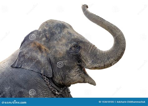 The Strength and Might of the Majestic Elephant's Proboscis in Dreams