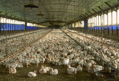 The Subtle Messages: Interpreting the Visions of Confined Poultry