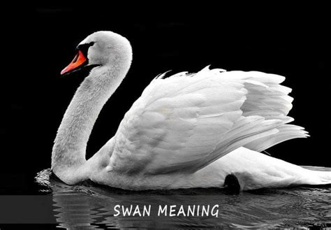 The Swan as a Symbol of Grace and Elegance