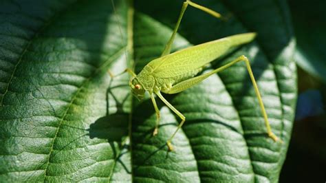 The Symbolic Importance: A Deep Dive into the Meaning of Grasshoppers in Dreams