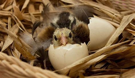 The Symbolic Importance of Avian Egg-laying in Oneiric Experiences