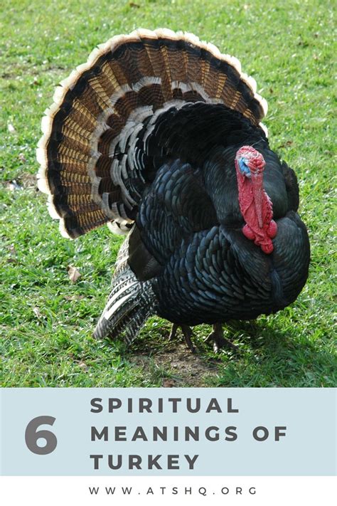 The Symbolic Journey of the Turkey in Dream Interpretation