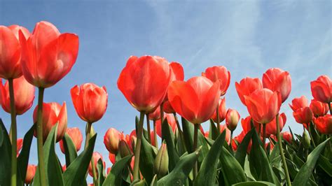 The Symbolic Meaning Behind Dreams About a Tulip Bulb
