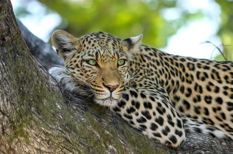 The Symbolic Meaning of Dreams About Leopard Attacks