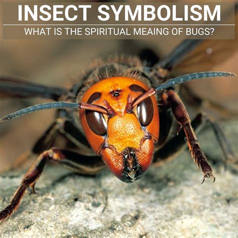 The Symbolic Meaning of Insect Intrusion in One's Personal Space