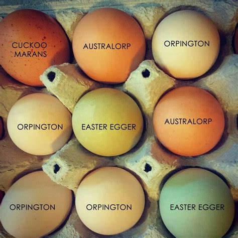 The Symbolic Meaning of Various Types of Hen Eggs