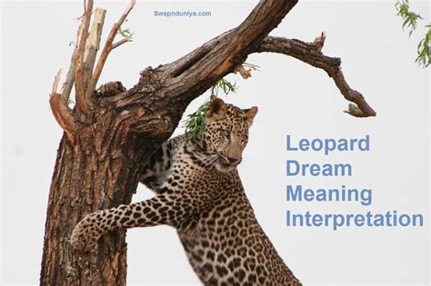 The Symbolic Meaning of the Leopard in Dream Imagery