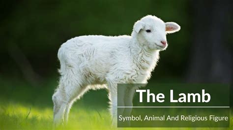 The Symbolic Power of a Lamb in Dreams