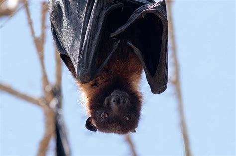 The Symbolic Significance of Bats: Exploring their Role in Transformation and Rebirth