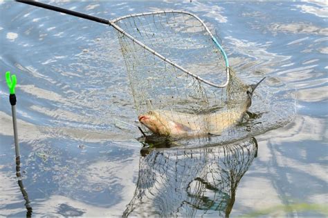 The Symbolic Significance of Catching Fish with a Mesh