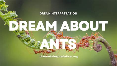 The Symbolic Significance of Dreams Involving Ant Attack