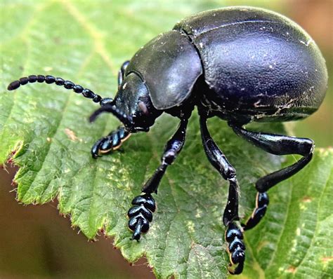 The Symbolic Significance of Dreams Involving a Large Dark Beetle
