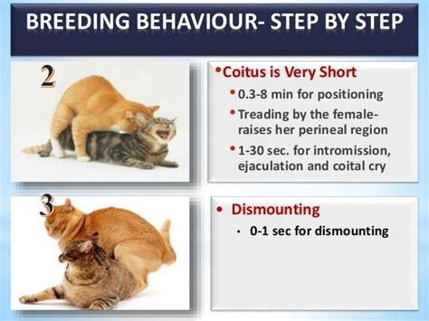 The Symbolic Significance of Feline Reproduction in Our Subconscious