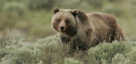 The Symbolic Significance of Pursuit by an Ebony Grizzly