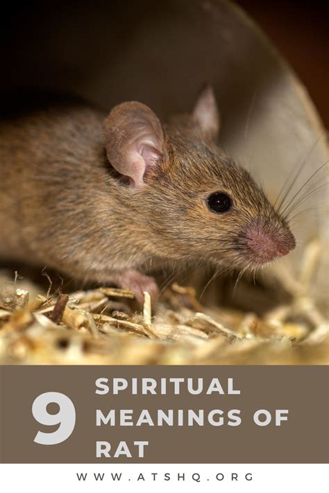 The Symbolic Significance of Rats in the Realm of Dream Meanings