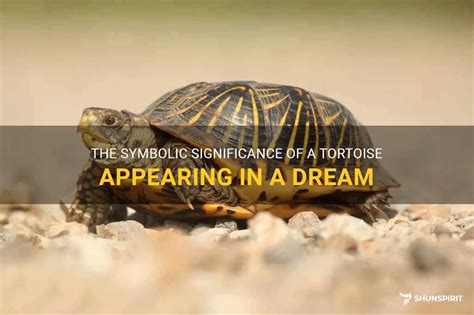 The Symbolic Significance of Tortoises in Dreams