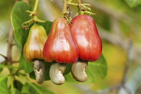 The Symbolic Significance of the Cashew Tree in Conveying Wealth and Abundance