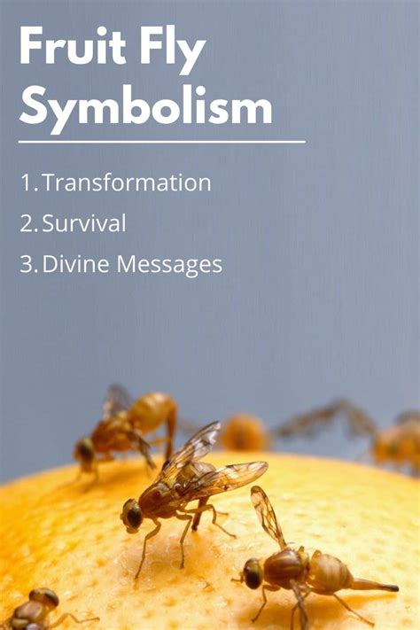 The Symbolic Transformation: Symbolic Interpretation of Flies as Representations of Unresolved Issues