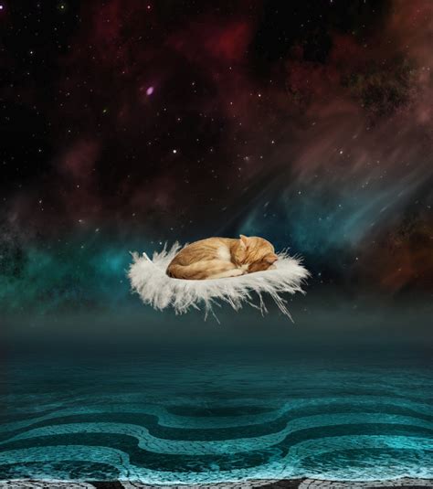 The Symbolism of Dreams Involving Felines in the Subterranean Space