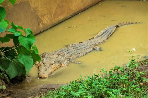 The Symbolism of Encountering a Crocodile in Murky Waters