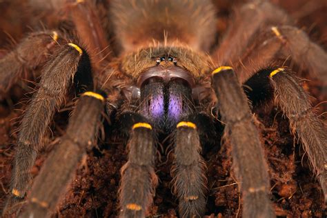 The Symbolism of Tarantulas in Various Cultures