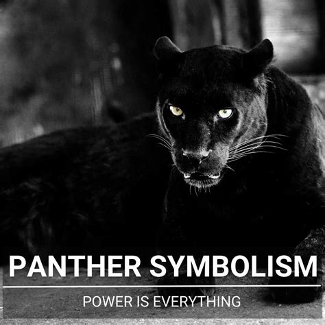 The Symbolism of an Intensely Gazing Panther