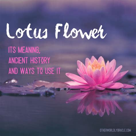 The Symbolism of the Lotus Across Different Cultures