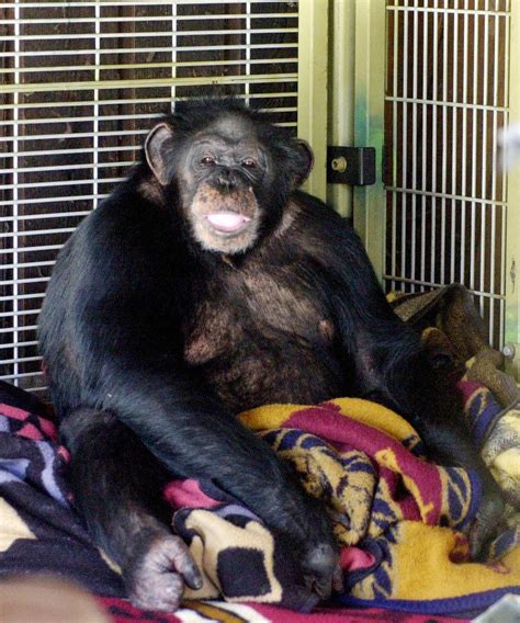 The Terrifying Encounter: When I Faced a Chimp's Ferocity