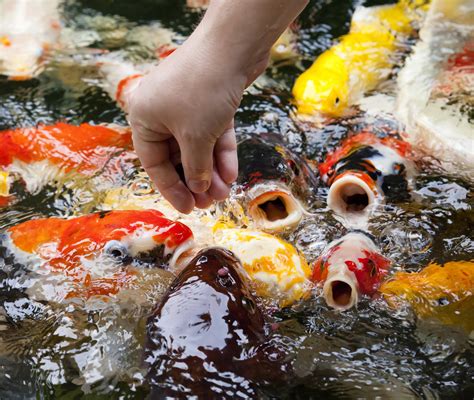 The Thrilling Challenges of Keeping Monochrome Koi: How to Overcome Them