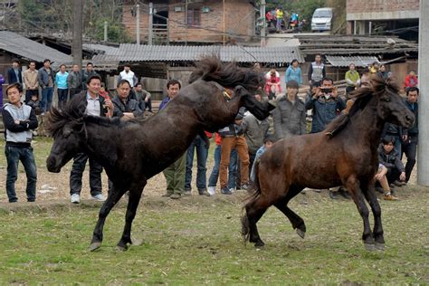 The Thrilling Experience of Modern Equine Combat Competitions