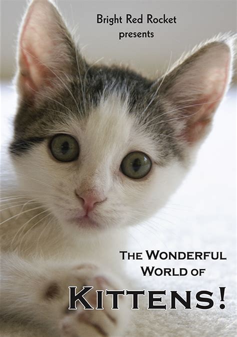 The Thrilling World of Kittens: An Exhaustive Handbook