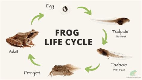 The Transformative Nature of Frog Tadpoles