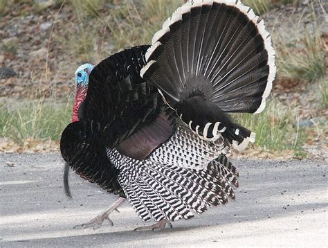 The Ultimate Guide to Participating in a Turkey Pursuit