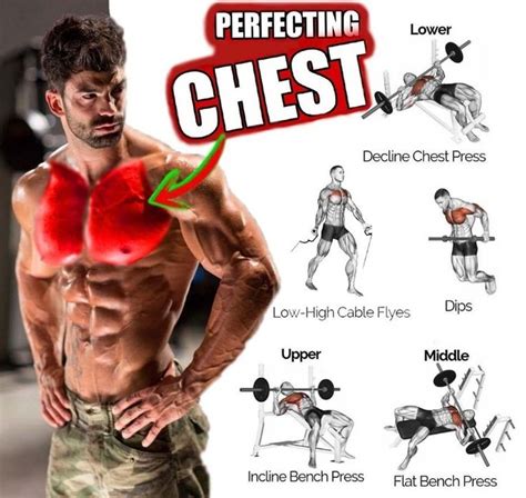 The Ultimate Training Plan: Enhancing the Development of Your Pectoral Muscles
