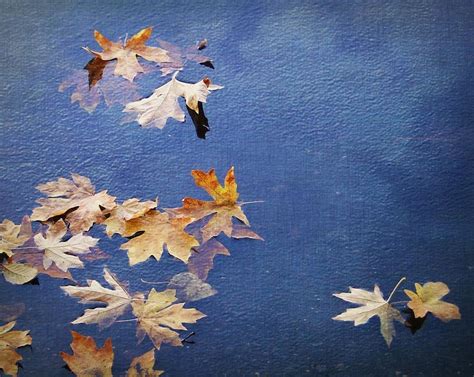 The Unexpected Magic of Drifting Leaves