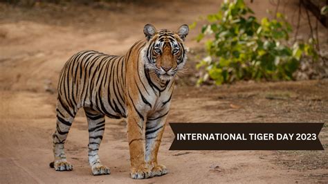 The Unforgettable Moment: My Encounter with Tigers