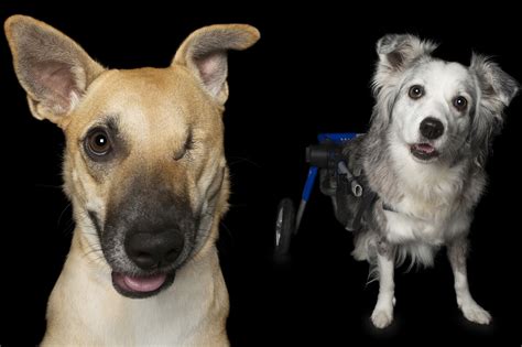 The Unique Perspective of a Canine with Disabilities